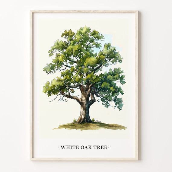 White Oak Tree Art Print, Rustic Botanical Decor