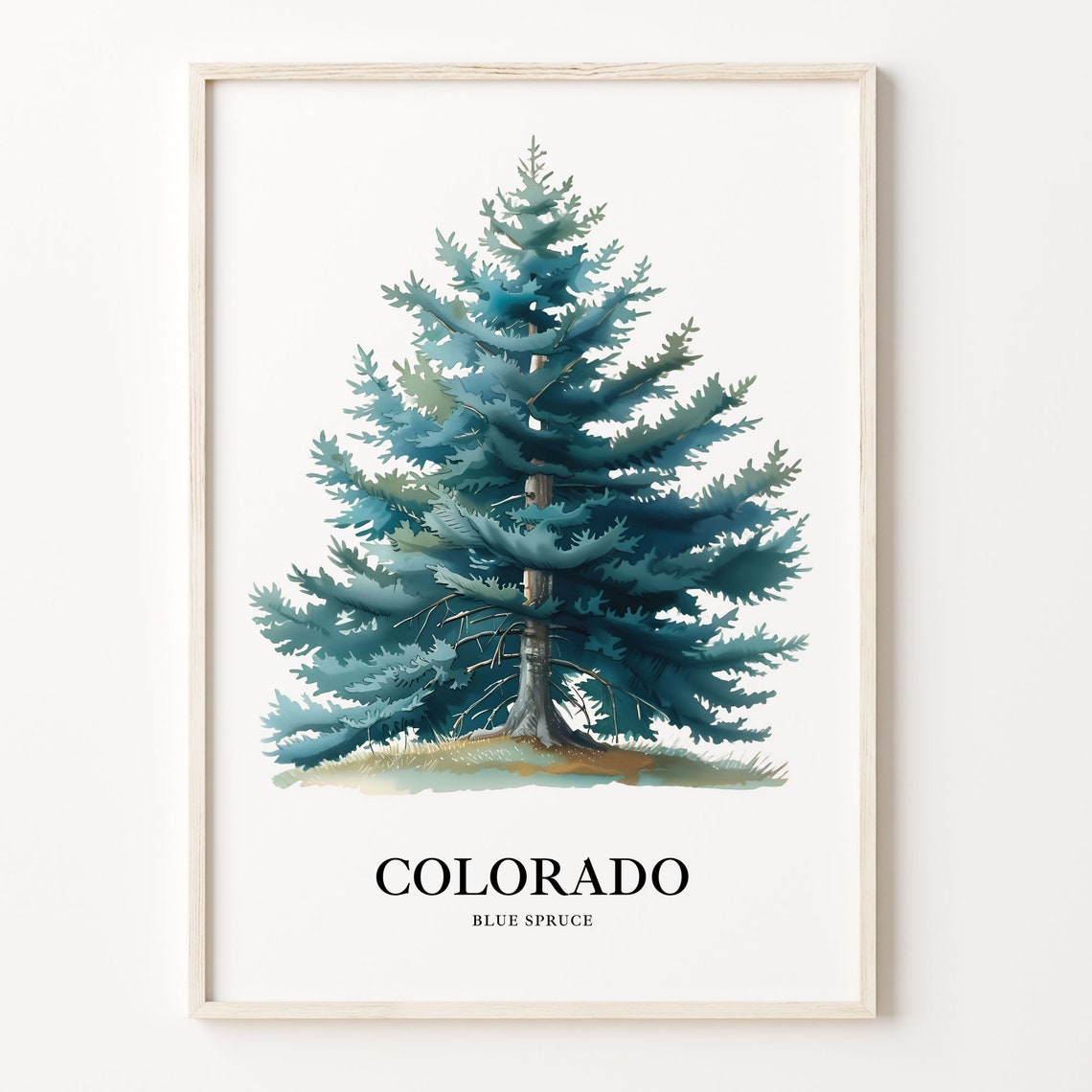 Colorado Blue Spruce State Tree Evergreen Mountain Watercolor Poster