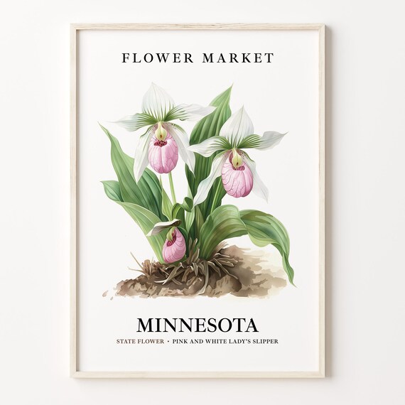 Minnesota State Flower Art Print, 1960s Botanical