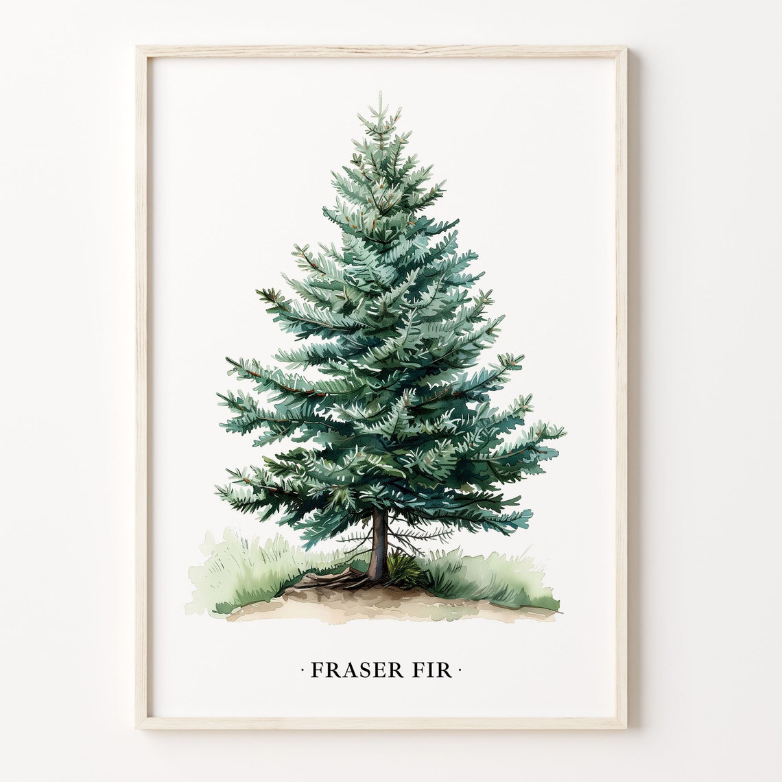 Fraser Fir Tree Botanical Watercolor Evergreen Wall Decor Poster