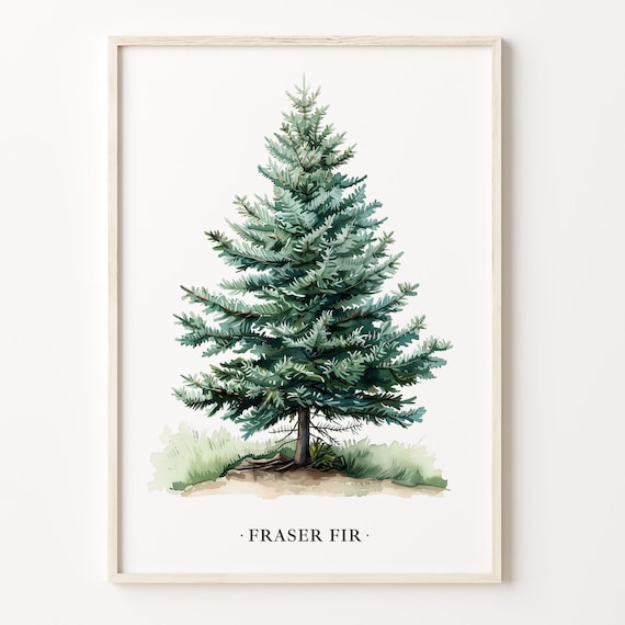 Fraser Fir Tree Botanical Watercolor Evergreen Wall Decor Poster