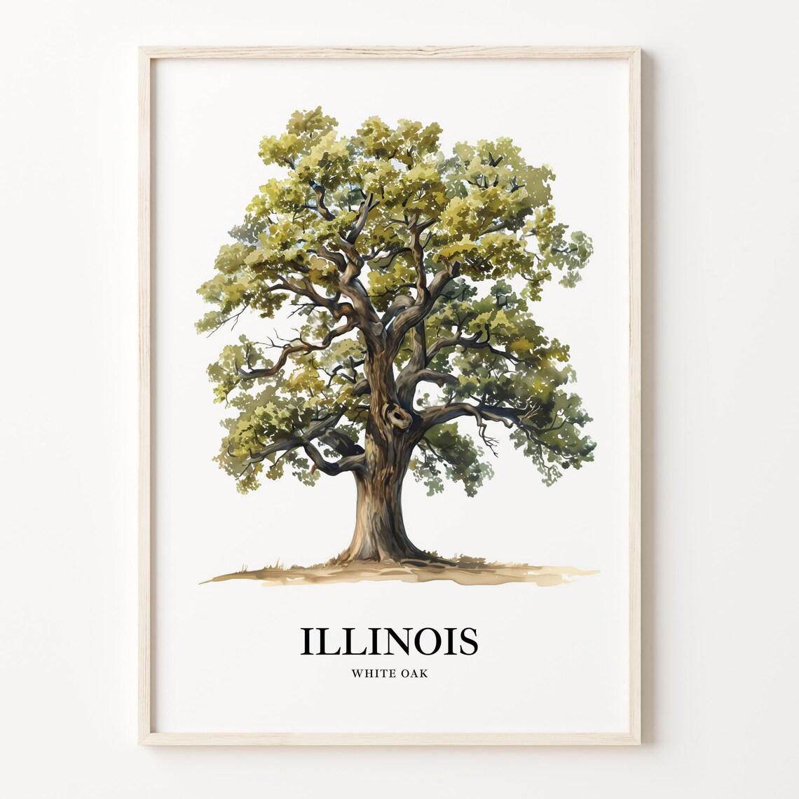Majestic Illinois White Oak Watercolor Tree Illustration Poster