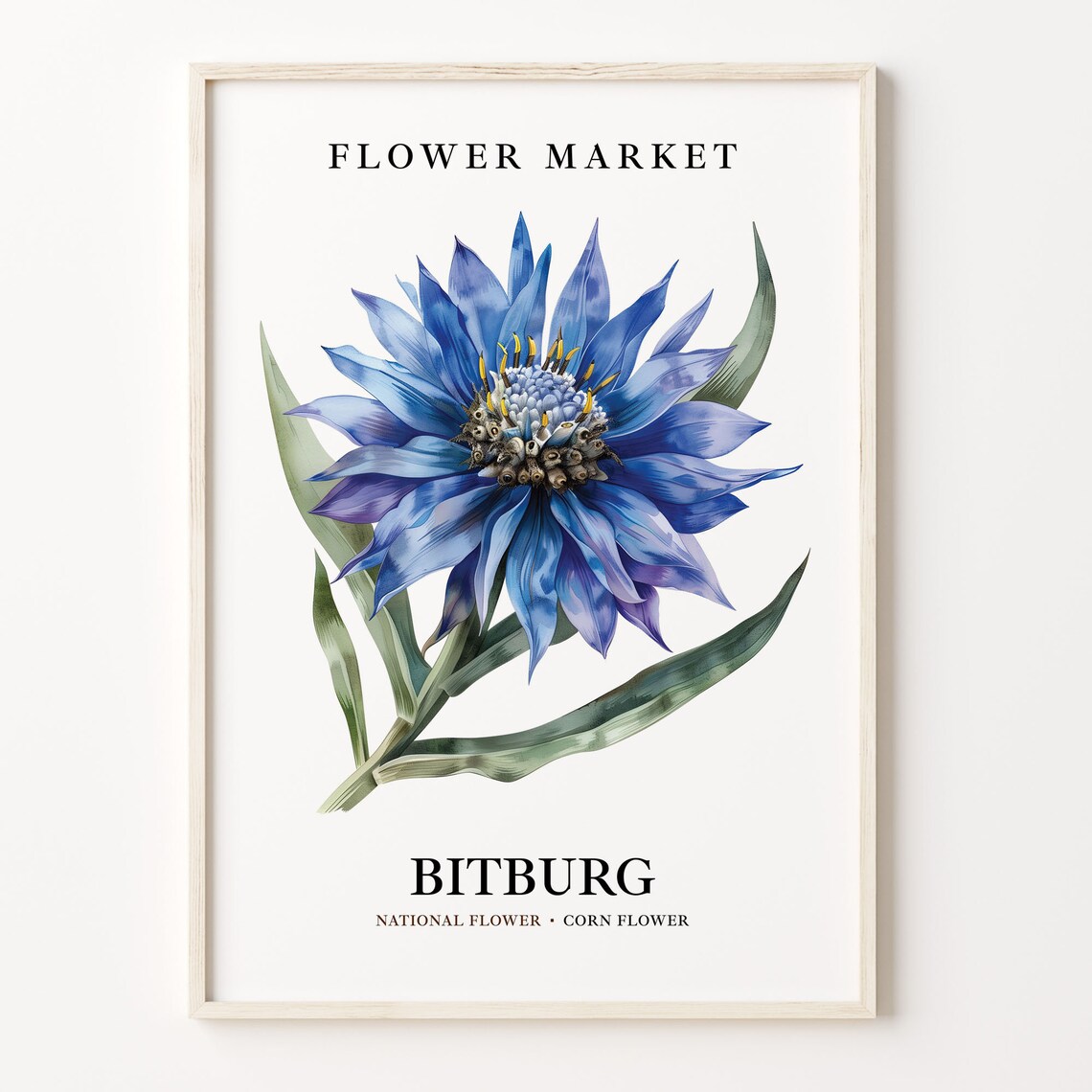 Bitburg Germany Blue Cornflower Watercolor Botanical Blooms Poster