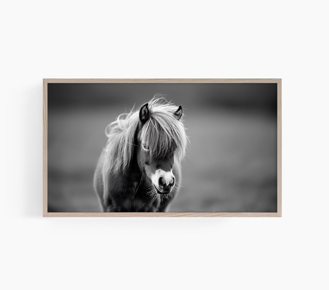 Black and White Shetland Pony Windswept Mane Portrait Photo Poster
