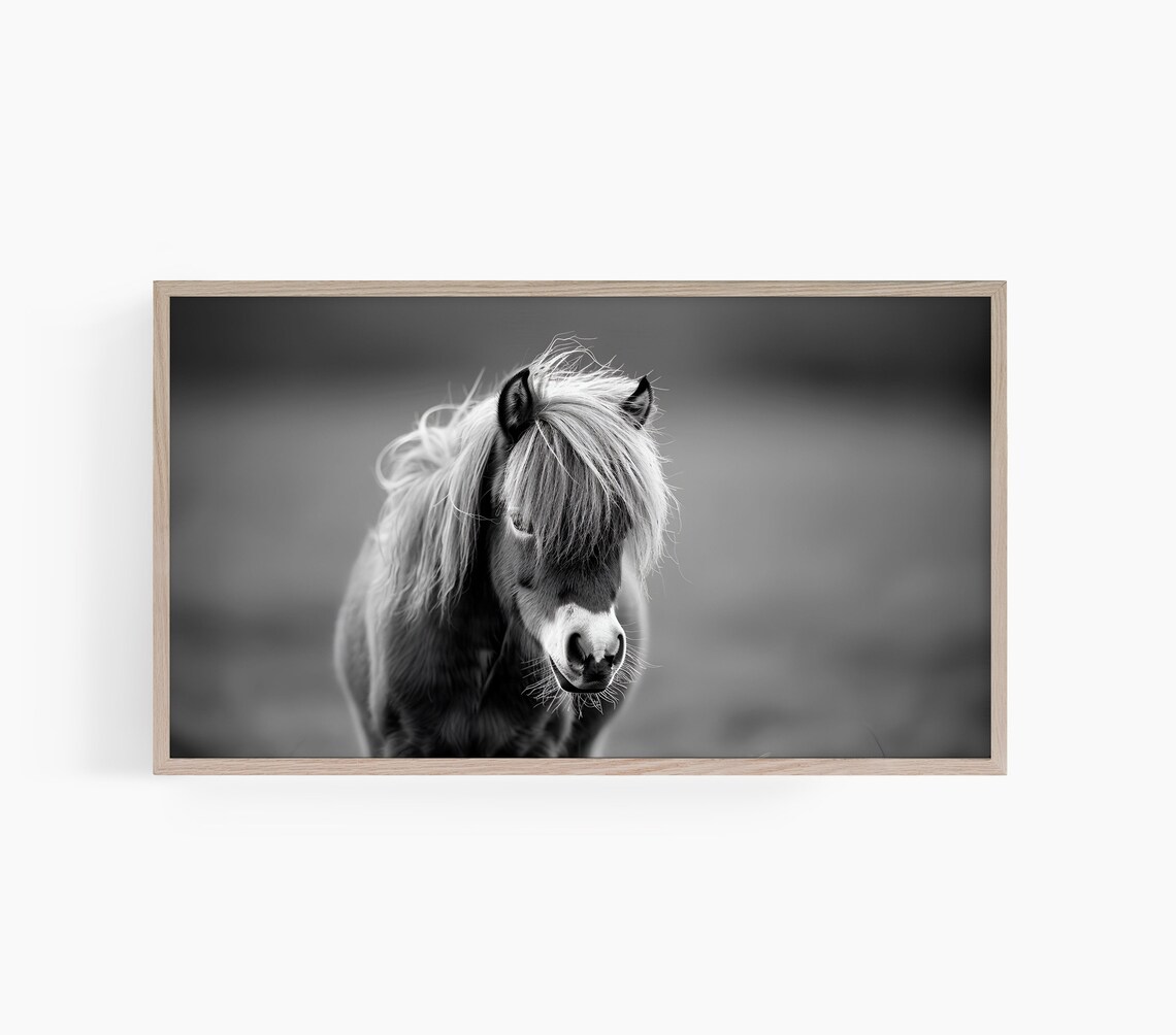 Shetland Pony Frame Tv Art Horse Lover Frame Tv Art Black And White Frame Tv Art Farmhouse Frame Tv Art Country Art For Tv T631
