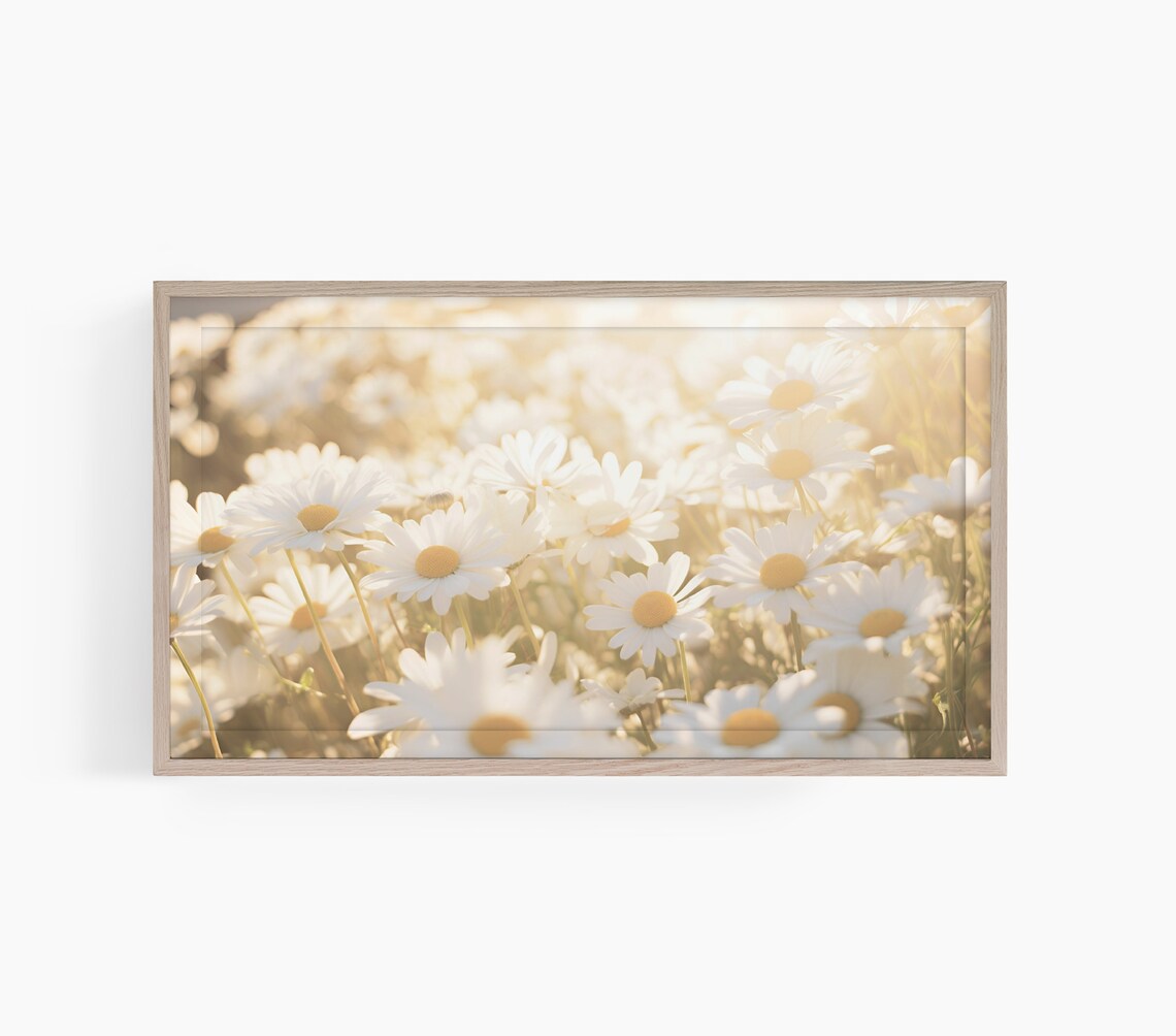 Sunlit White Daisy Field Photography Golden Flower Meadow Poster