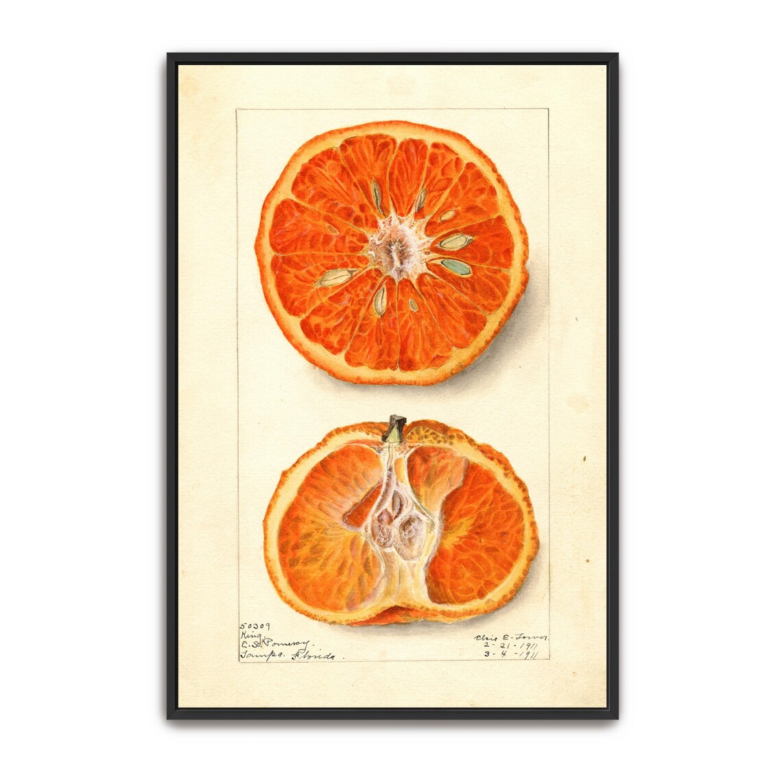Blood Orange Cross Section Vintage Botanical Fruit Illustration Poster