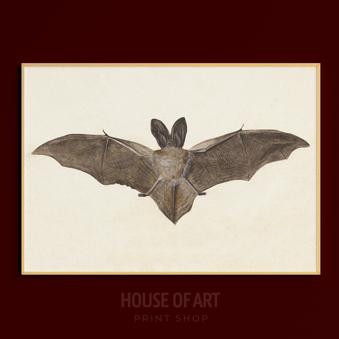 Big Eared Bat Wings Spread Vintage Natural History Ink Drawing Wall Art - Image 3