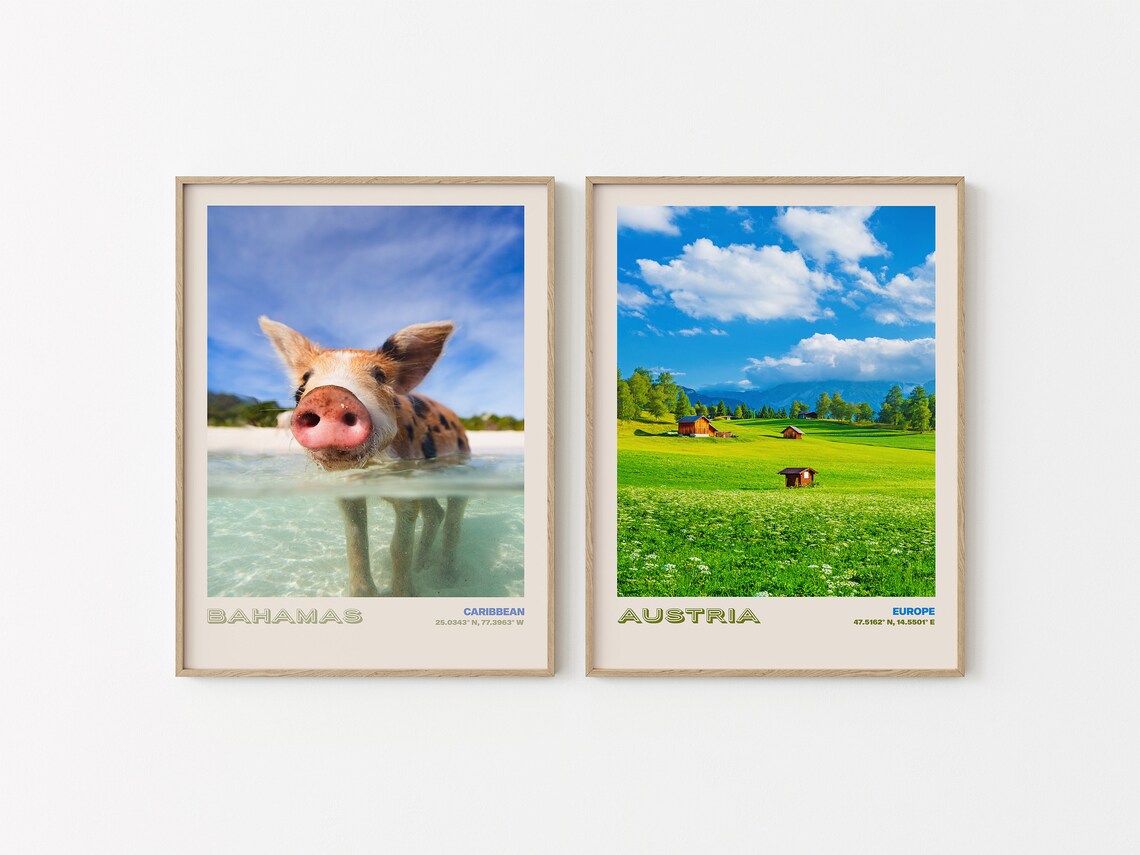 Bahamas Swimming Pig Close Up in Turquoise Caribbean Water Poster - Image 2