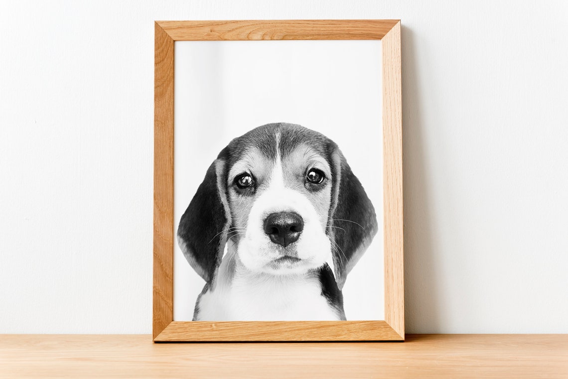 Dog Fine Art Photography, Dog Lover Gift