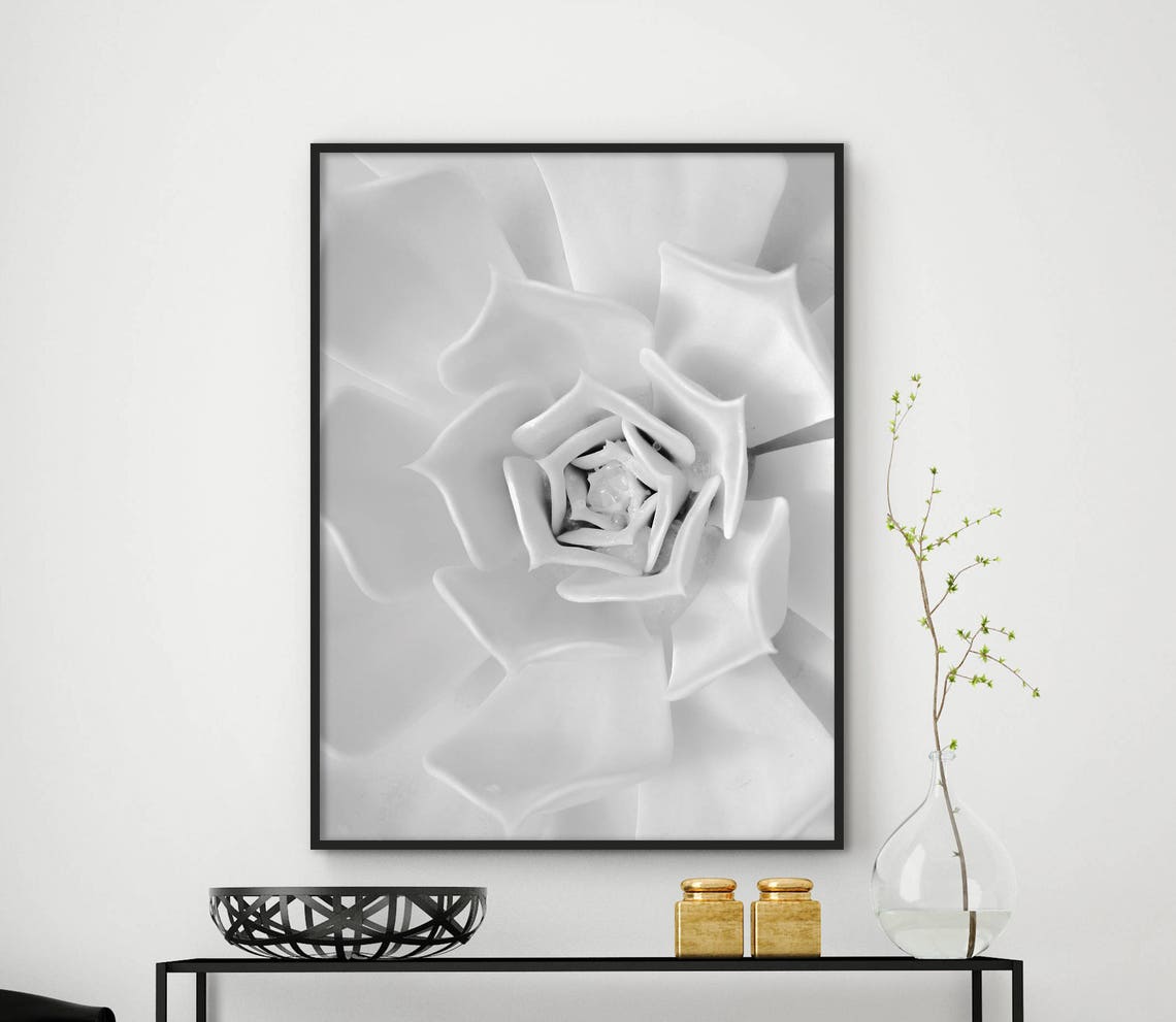 White Echeveria Succulent Macro Petals Black White Botanical Poster