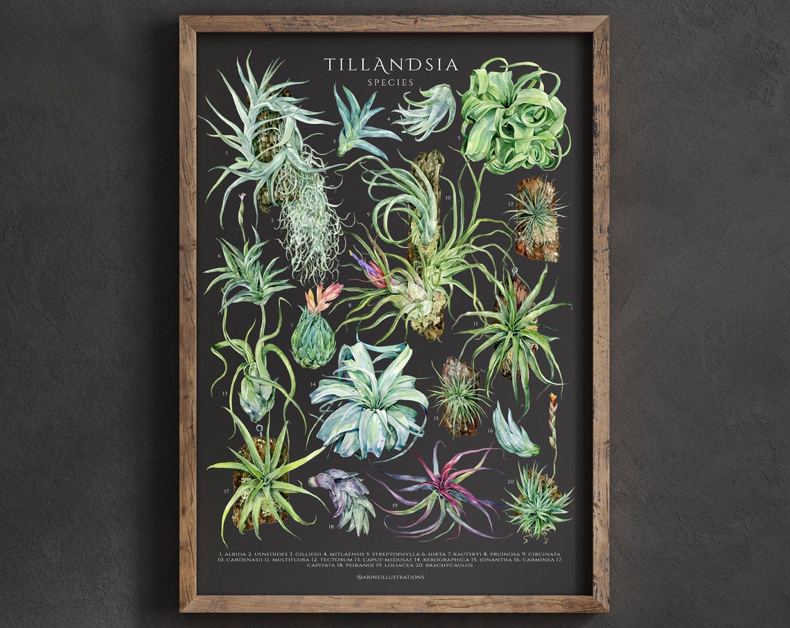 Tillandsia Species Poster House Plant Art Houseplant Lover Wall Decor Air Plant Botanical Art Print Watercolor Botanical Plant Id Chart - Image 2