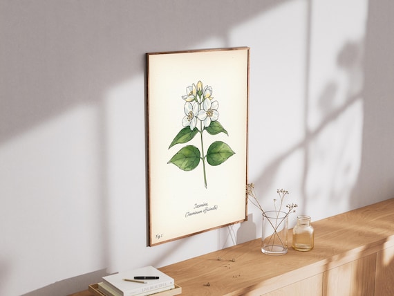 Jasmine Botanical Study of Jasminum Officinale Vintage Style Poster
