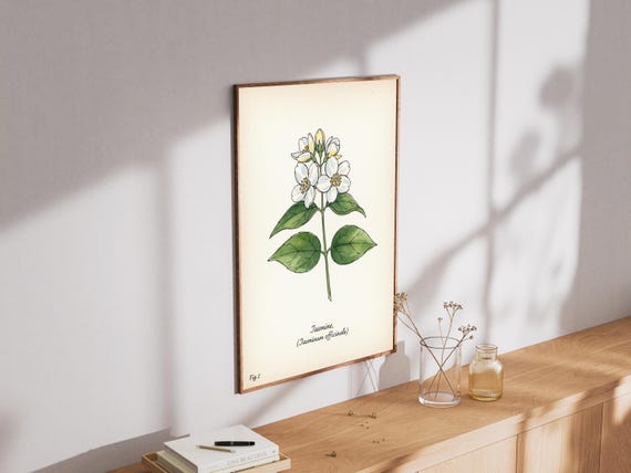Jasmine Flower Art Print Vintage Botanical Illustration