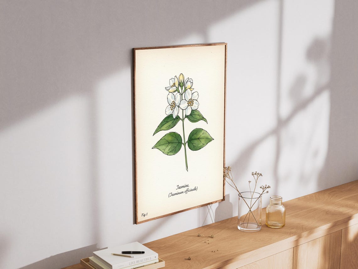 Jasmine Flower Art Print Vintage Botanical Illustration