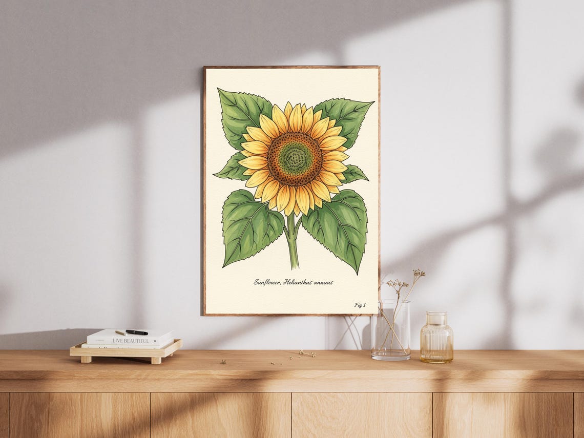 Sunflower Helianthus Annuus Vintage Botanical Illustration Poster