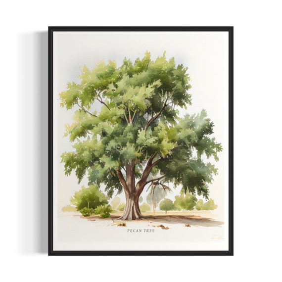 Pecan Tree Nature Art Print, Landscape Poster