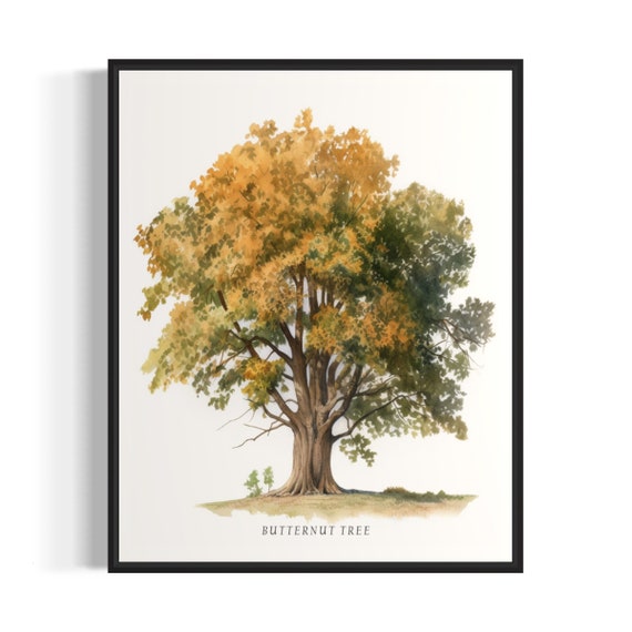 Butternut Tree Art Print Butternut Tree Wall Art Poster