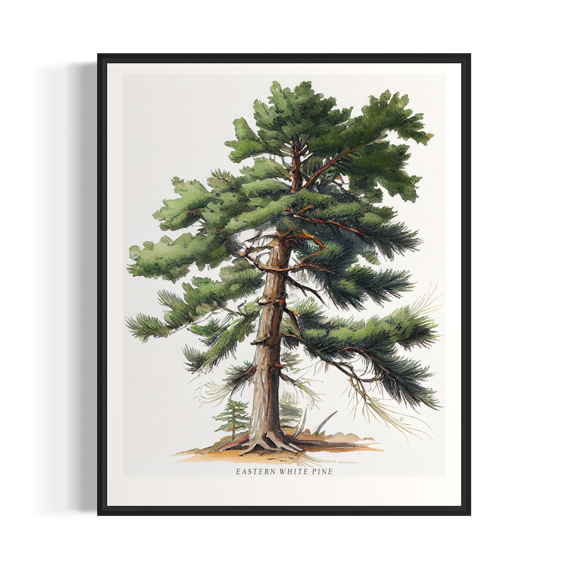 Eastern White Pine Tree Art Print, Forest Wall Art