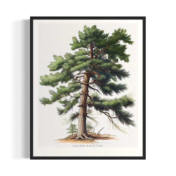 Eastern White Pine Tree Art Print, Forest Wall Art