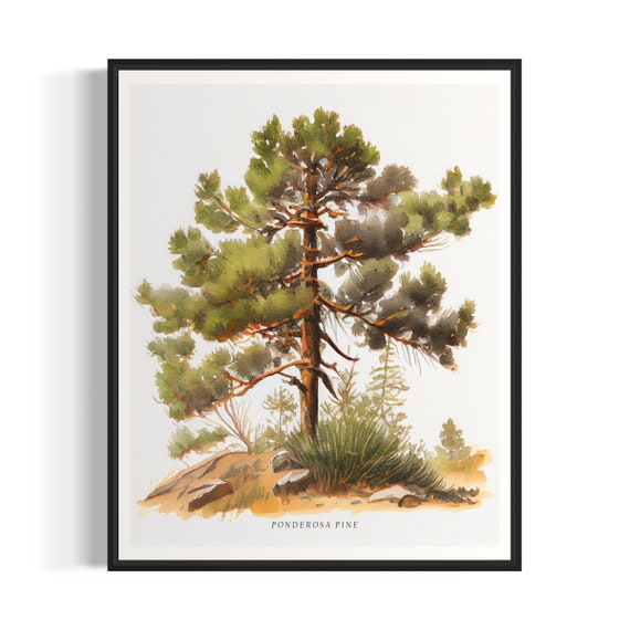 Ponderosa Pine Tree Art Print Ponderosa Pine Tree Wall Art Poster
