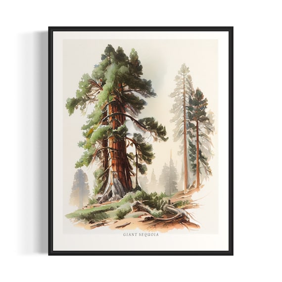 Giant Sequoia Forest Watercolor Majestic Redwood Tree Poster
