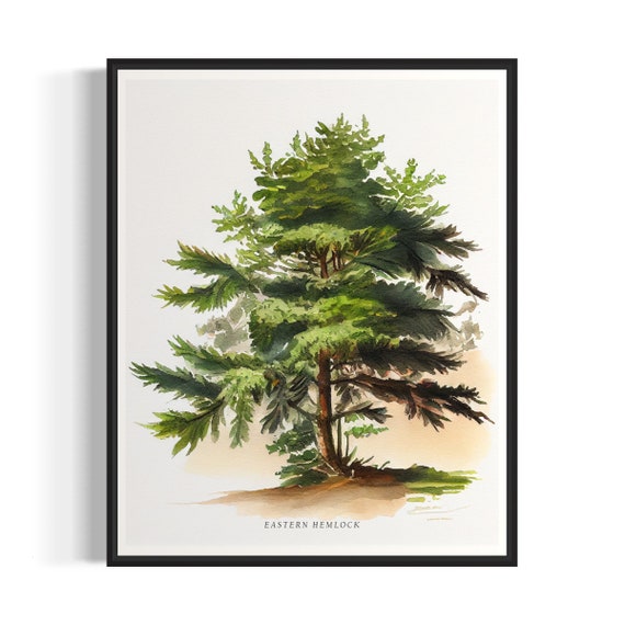 Eastern Hemlock Tree Art Print Eastern Hemlock Tree Wall Art Poster