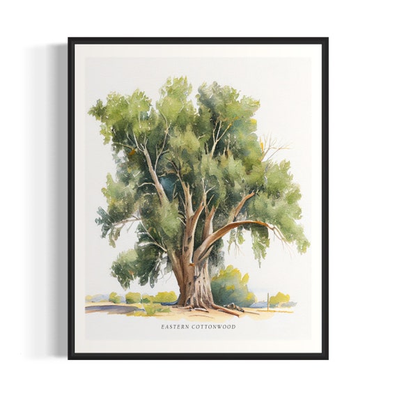 Eastern Cottonwood Tree Art Print Eastern Cottonwood Tree Wall Art Poster