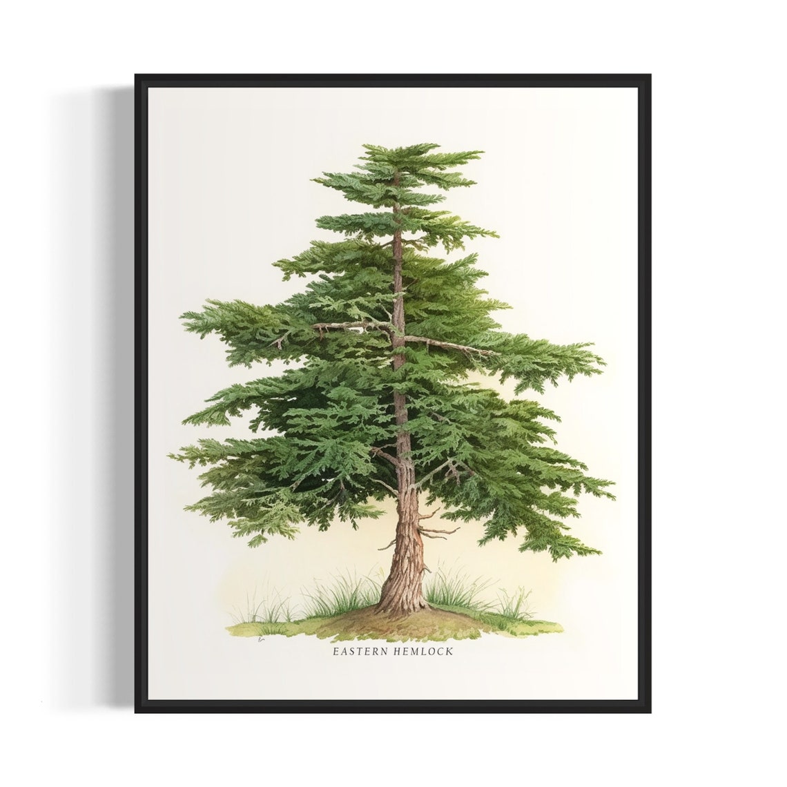 Eastern Hemlock Botanical Watercolor Layered Evergreen Tree Poster