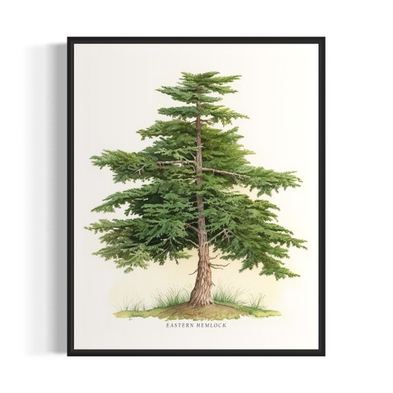 Eastern Hemlock Tree Art Print Eastern Hemlock Tree Wall Art Poster