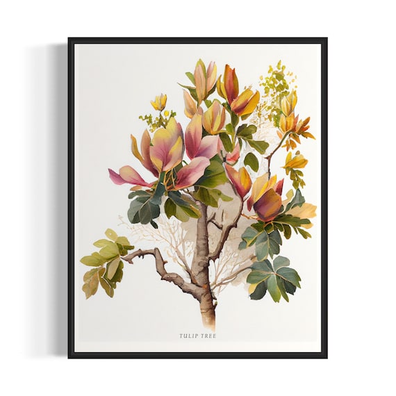 Tulip Tree Art Print, Botanical Wall Decor