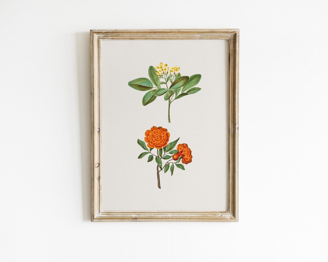 Yellow Jasmine and Pomegranate Blossom Botanical Art Print Pair - Image 2