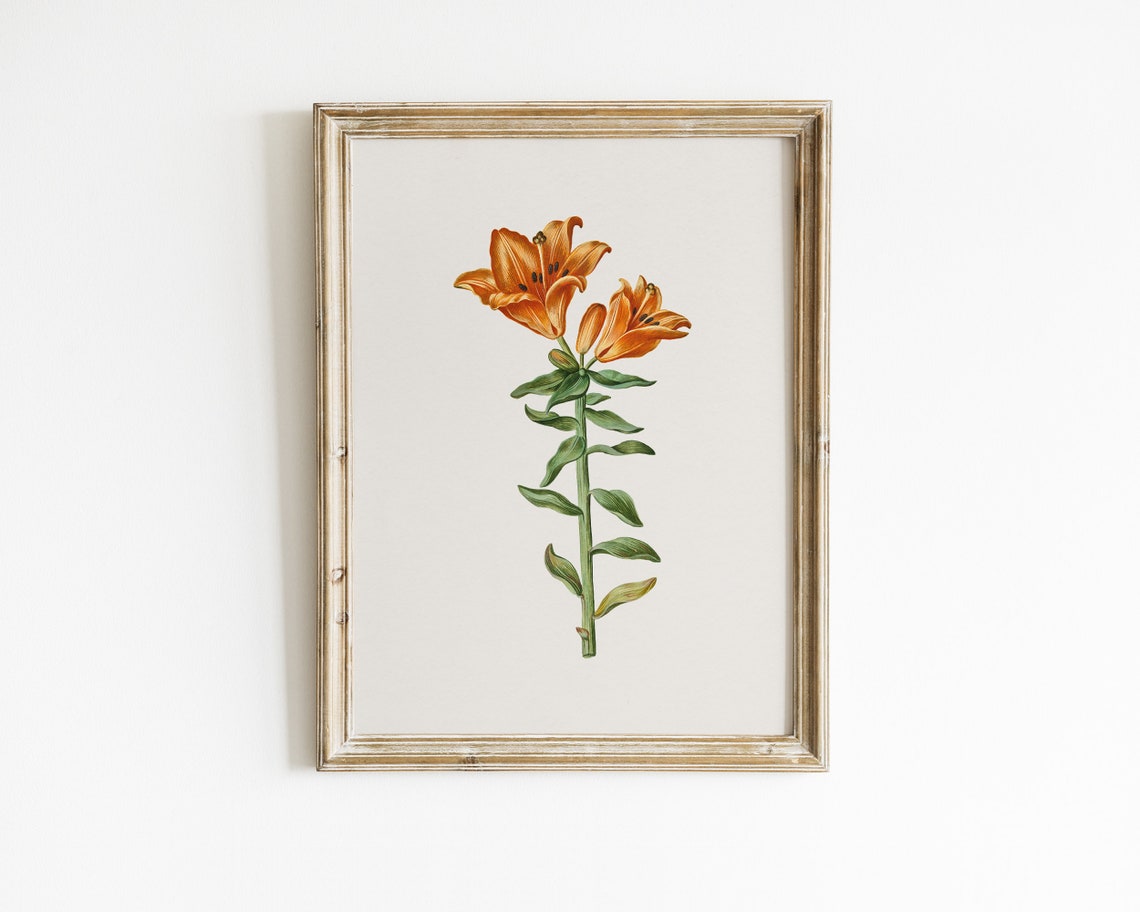 Orange Lily Stem Botanical Flower Illustration Vintage Art Print