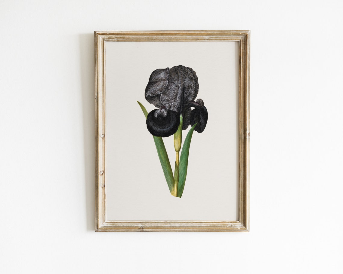 Black Mourning Iris Susiana Botanical Dark Elegant Flower Art Print