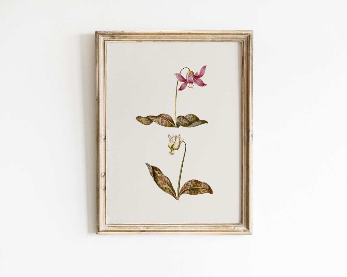 Dogtooth Violet Botanical Flower Illustration Vintage Art Print - Image 2