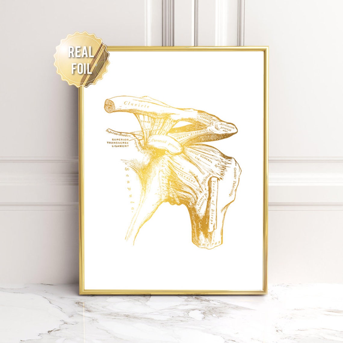 Gold Foil Shoulder Joint Anatomy Clavicle Scapula Vintage Art Print