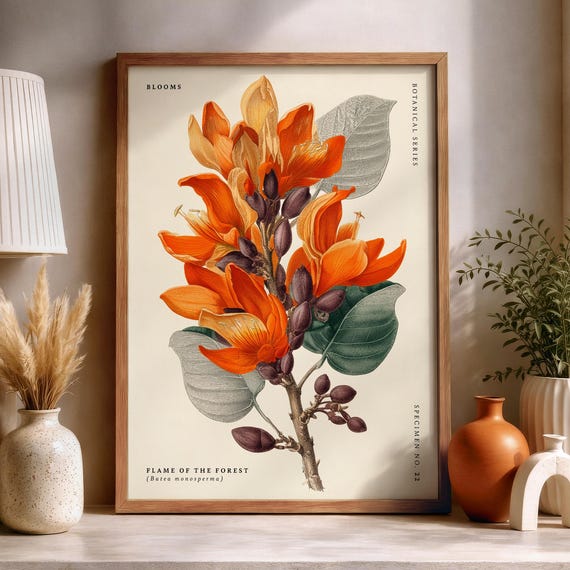 Flame Of The Forest Butea Monosperma Botanical Poster Vintage Flower Illustration Floral Wall Art