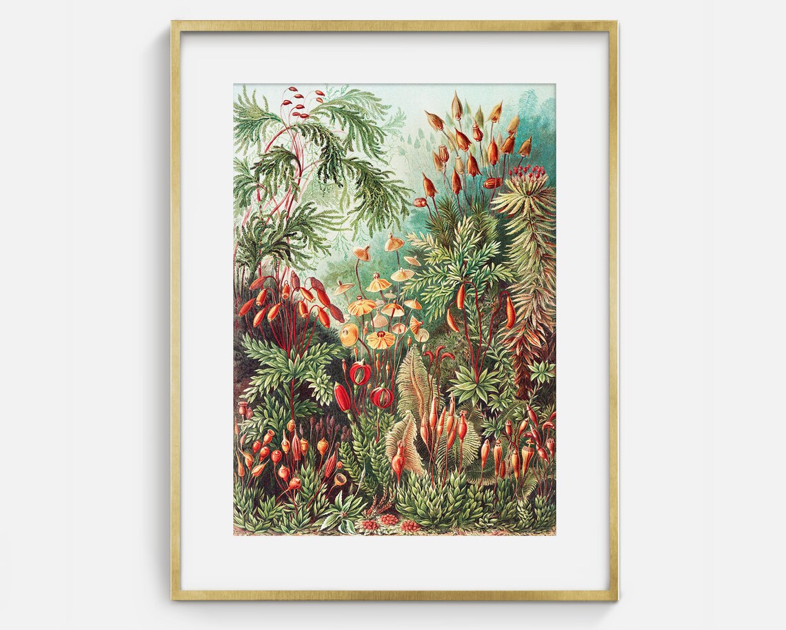 Red Moss Sporophyte Fern Garden Antique Natural History Art Print - Image 2