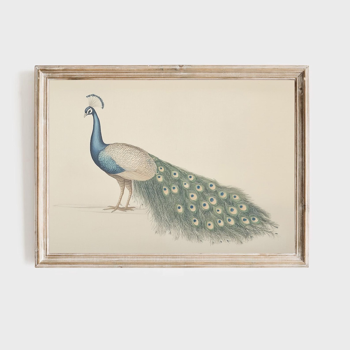 Elegant Peacock Vintage Bird Illustration Ornate Tail Feather Poster