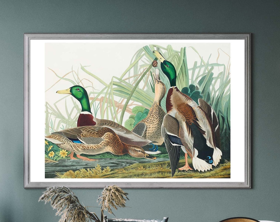 Mallard Duck Vintage Art Print, Birds Of America