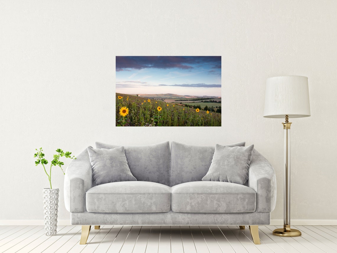 Wild Sunflowers On South Downs Hills Summer Sunset Field Poster - Image 2