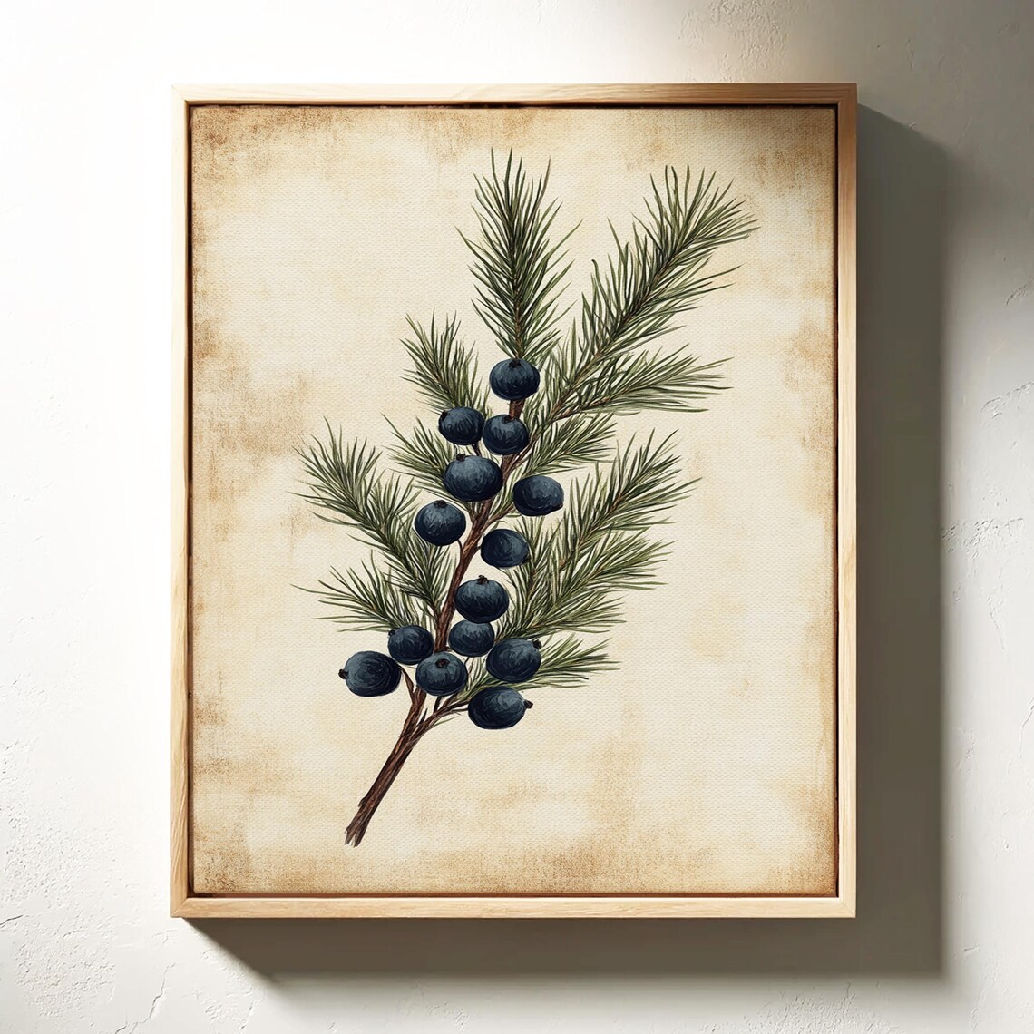 Juniper Botanical Art, Vintage Style Pine Branch Print - Image 2