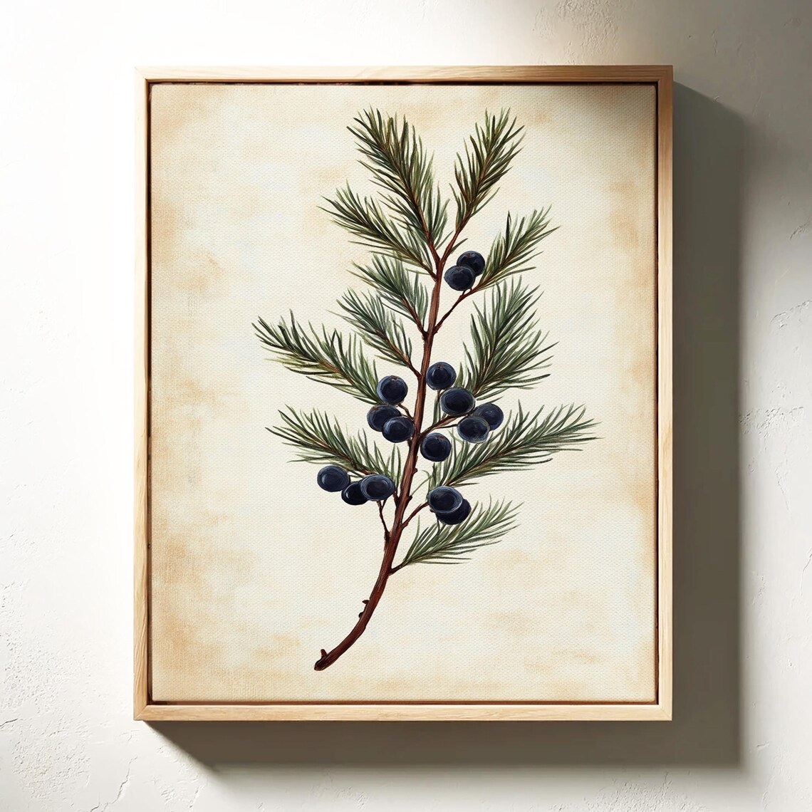 Juniper Berry Botanical Art, Vintage Farmhouse Decor - Image 3