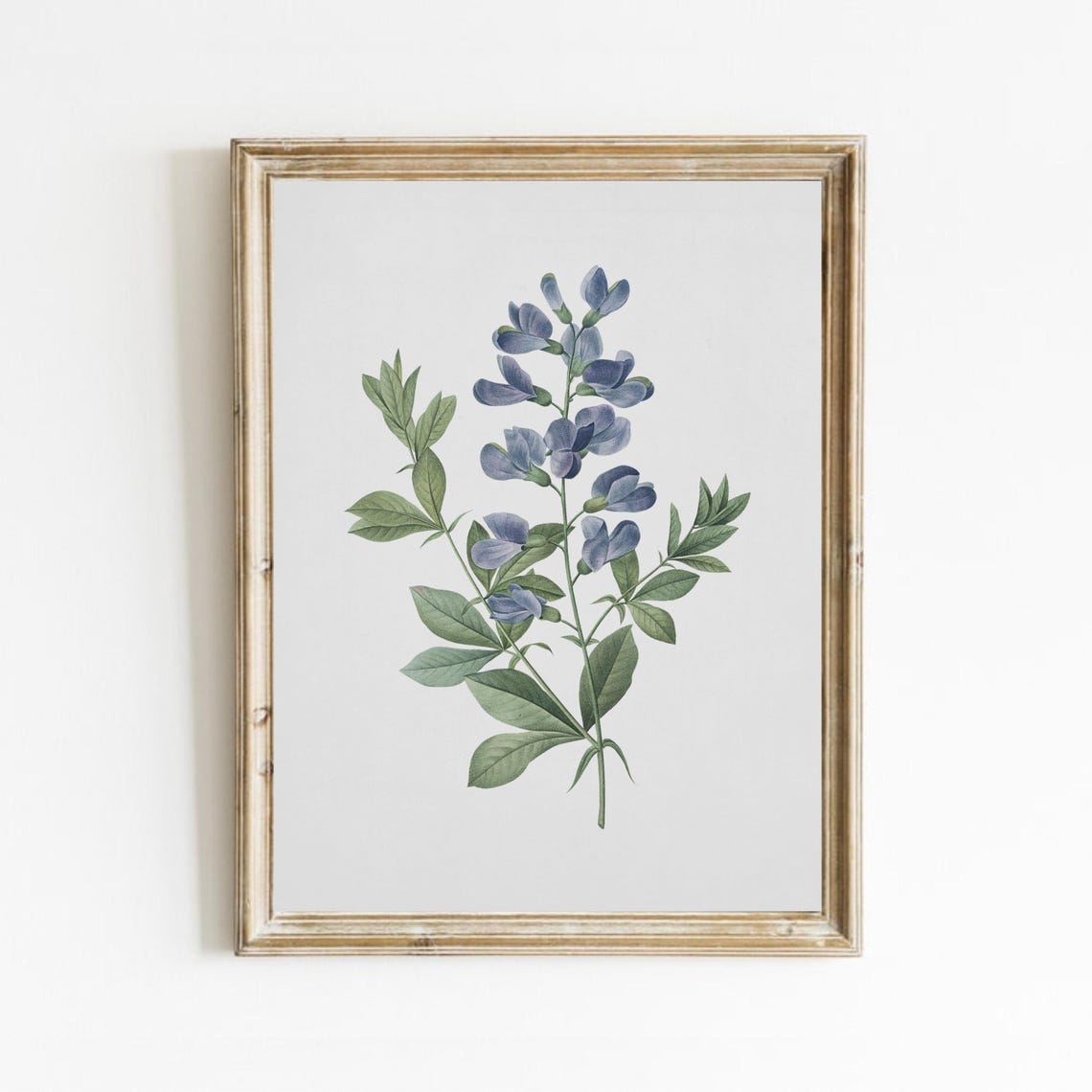Blue Wild Indigo Flower Antique Botanical Illustration Poster