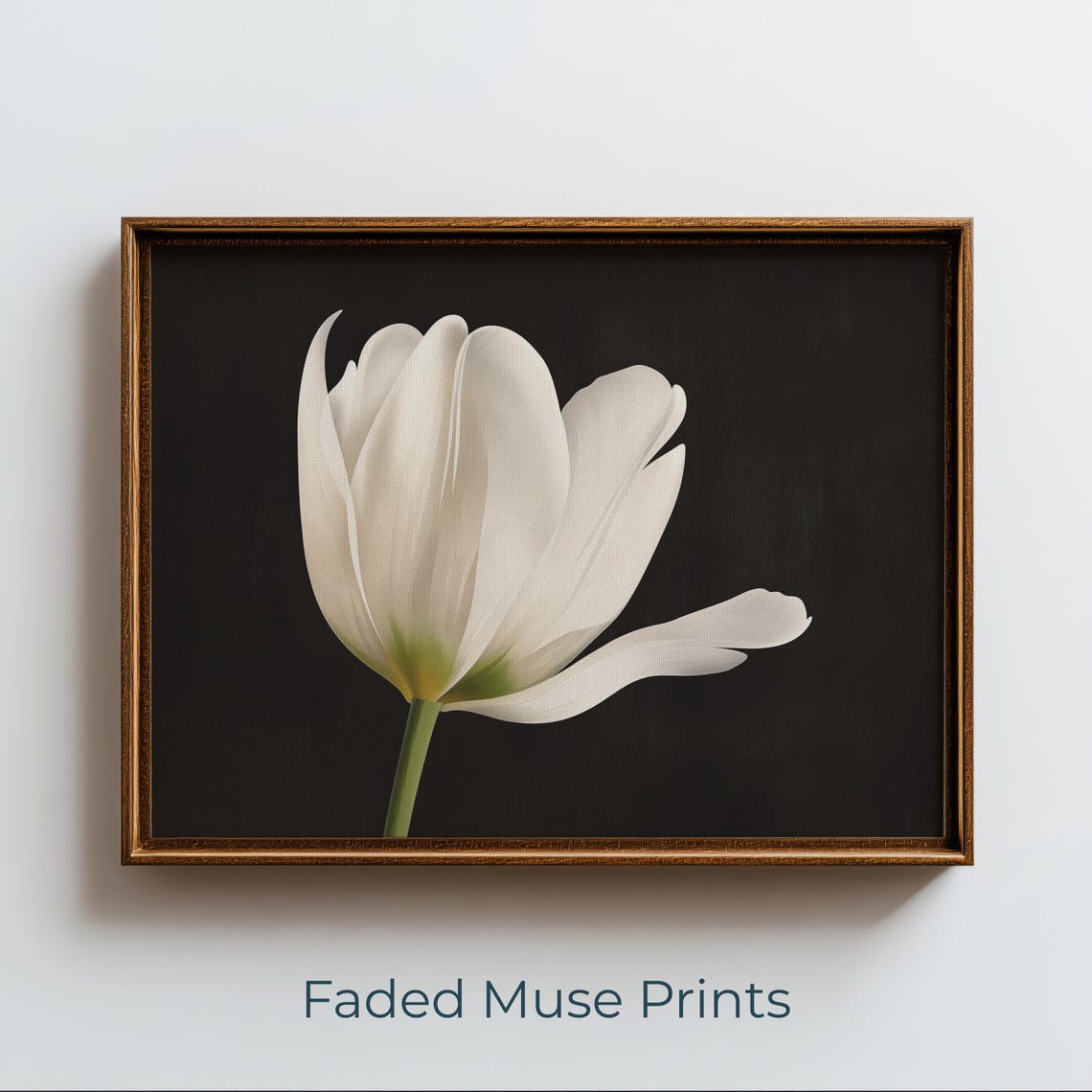 White Tulip Bloom Botanical Art Minimalist Fine Photography Digital Download 721