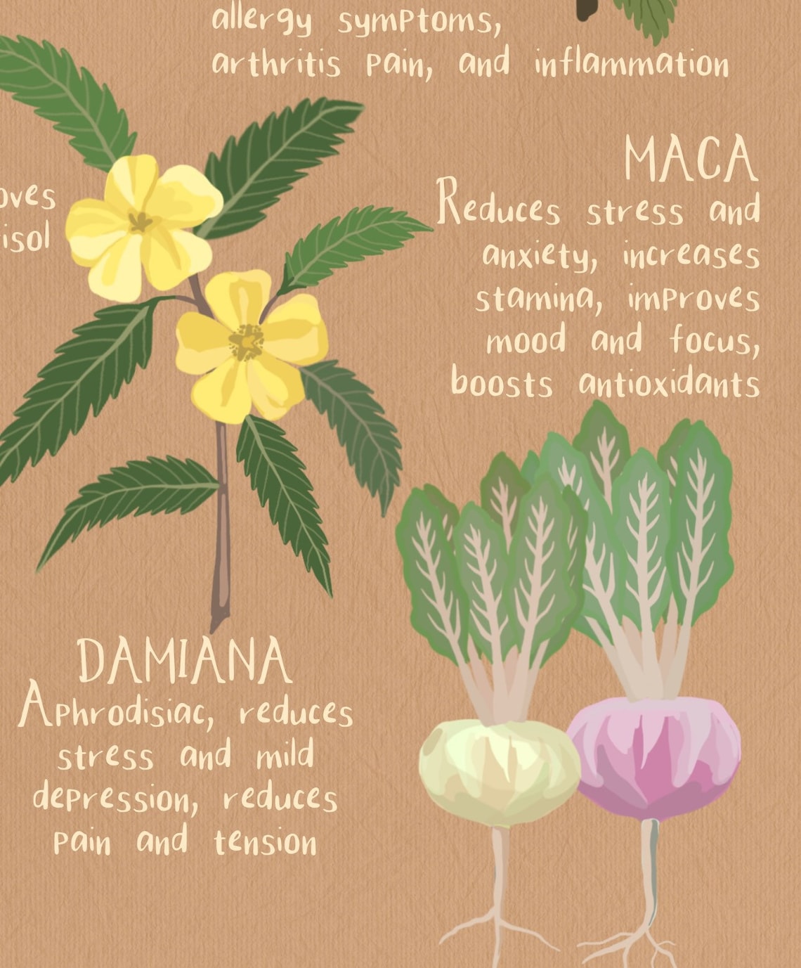 Healing Herbs Botanical Art Print, Boho Kitchen Decor - Image 3
