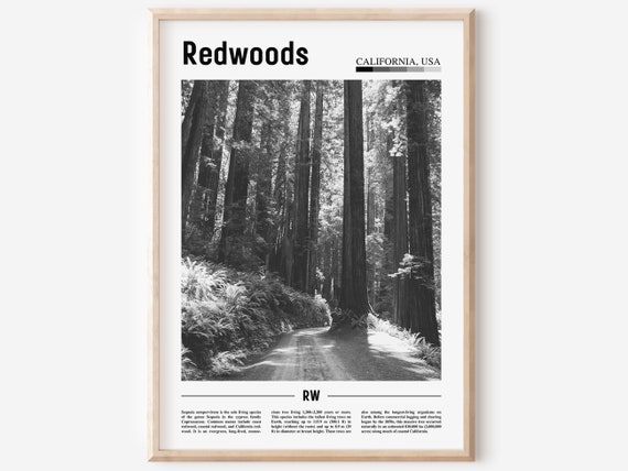 Redwoods Poster Black And White Redwoods Print Black And White Redwoods Wall Art Minimal Travel Print Travel Poster