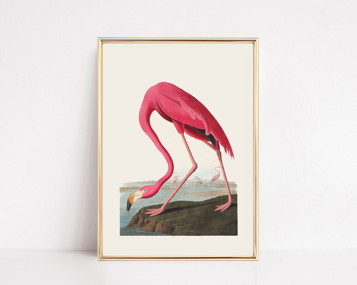 Vintage Pink Flamingo Illustration Poster In Audubon Natural Style
