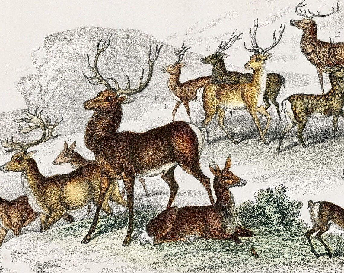 Deers, Rare Antique Hand-Coloured Lithograph