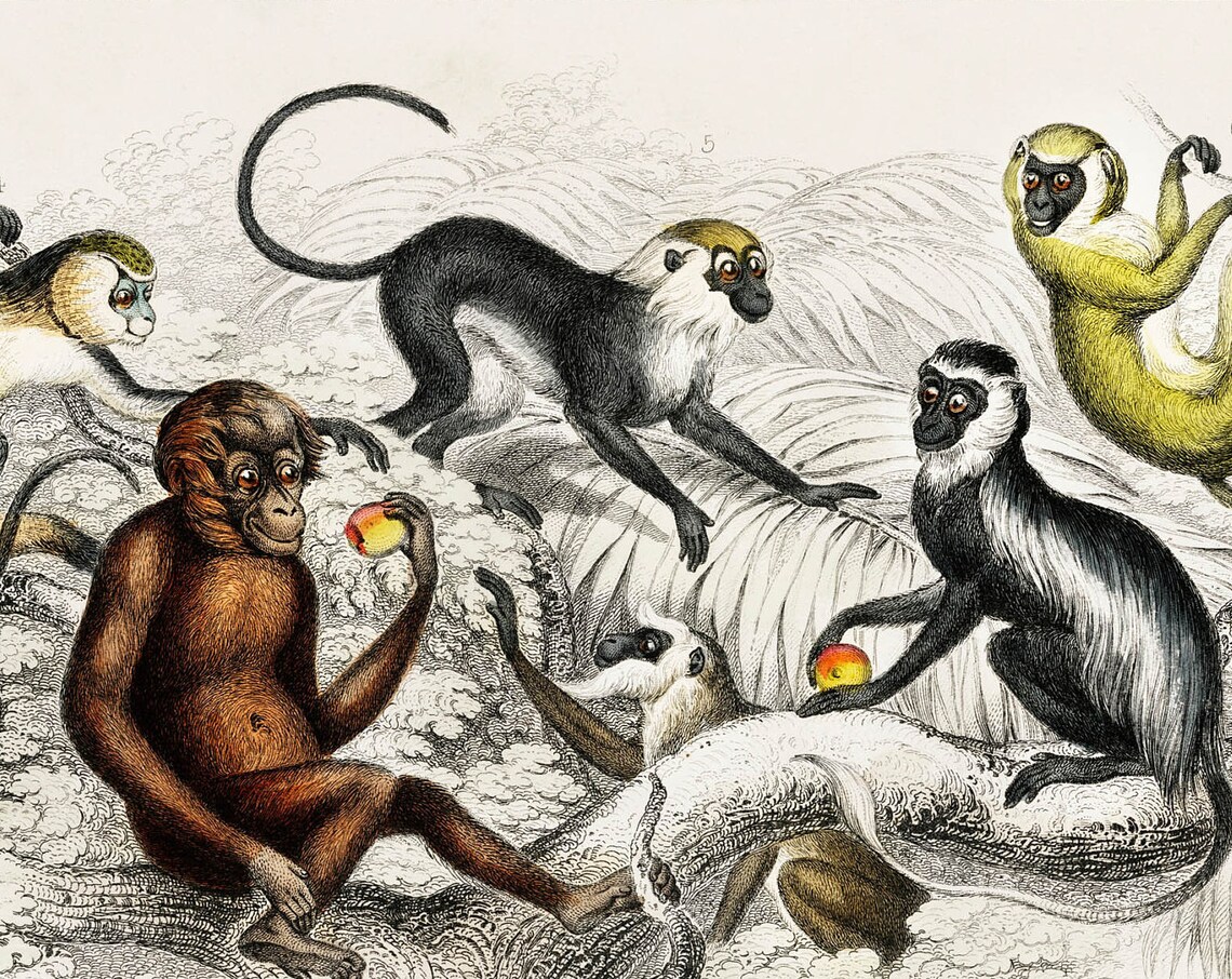 Monkeys, Rare Antique Hand-Coloured Lithograph